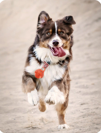 LED Pet Safety Light