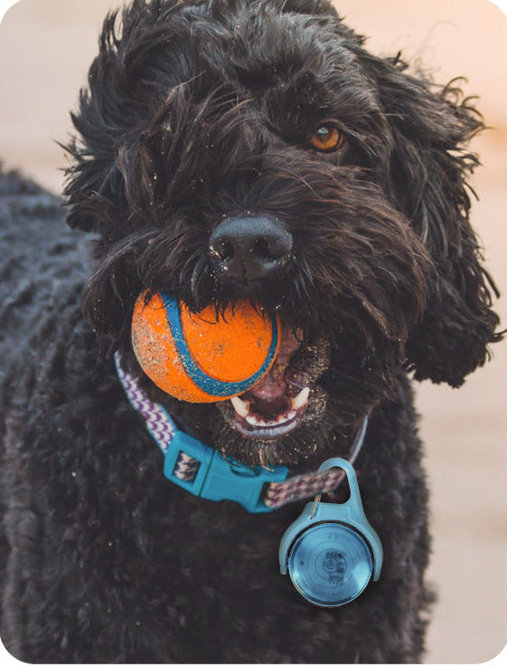 LED Pet Safety Light